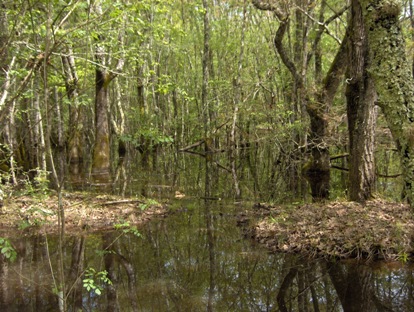 La foresta pontina, come doveva apparire prima della bonifica