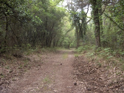 La foresta pontina, strada in terra battuta