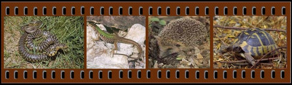 Esempi della piccola fauna pi comune presente lungo il corso del Fiume