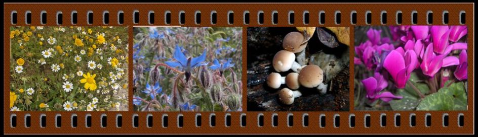Esempi di flora pi comune presente lungo il corso del Fiume